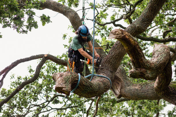 Best Arborist Consultation Services  in Guadalupe, AZ